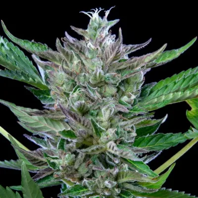Semillas Royal Queen Seeds de North Thunderfuck Auto
