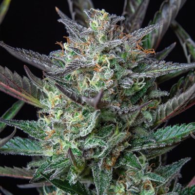 Semillas Royal Queen Seeds de Purple Punch Auto