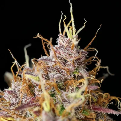 Semillas Royal Queen Seeds de Purple Queen Auto