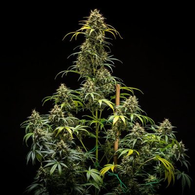 Semillas Royal Queen Seeds de Triple G Auto