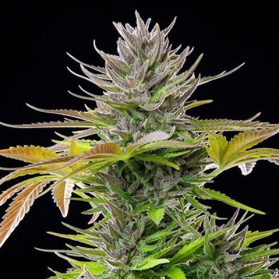 Semillas feminizadas Royal Queen Seeds de AMG - Amnesia Mac Ganja