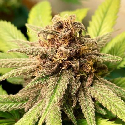 Semillas feminizadas Royal Queen Seeds de Bubble Kush
