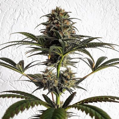 Semillas feminizadas Royal Queen Seeds de Dance World