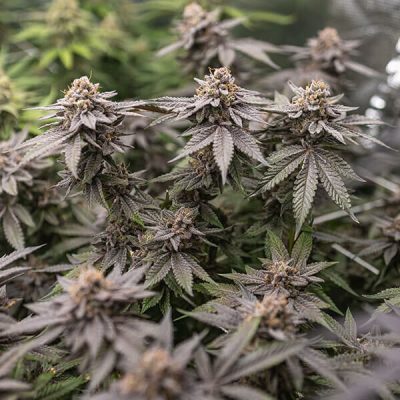 Semillas feminizadas Royal Queen Seeds de Dynamite Diesel