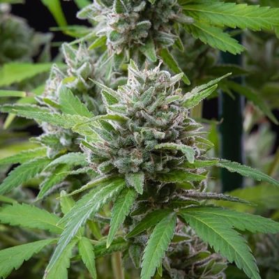 Semillas feminizadas Royal Queen Seeds de El Patron
