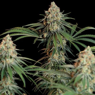 Semillas feminizadas Royal Queen Seeds de Granddaddy Purple