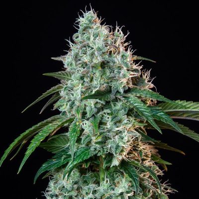 Semillas feminizadas Royal Queen Seeds de HulkBerry