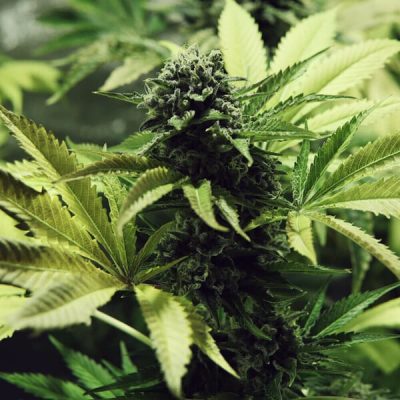 Semillas feminizadas Royal Queen Seeds de Northern Light