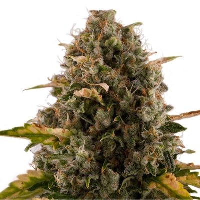 Semillas feminizadas Royal Queen Seeds de Royal Moby