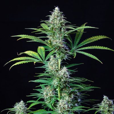 Semillas feminizadas Royal Queen Seeds de Royal Runtz