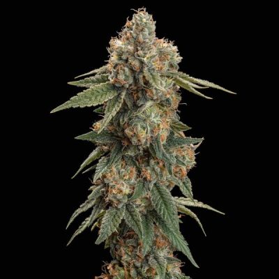 Semillas feminizadas Royal Queen Seeds de Royal Skywalker