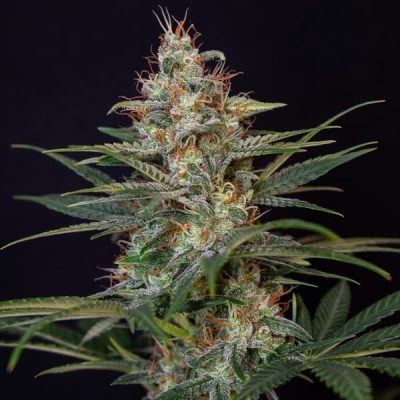 Semillas feminizadas Royal Queen Seeds de Shogun