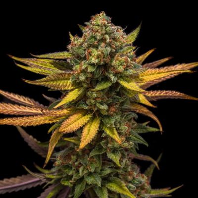 Semillas feminizadas Royal Queen Seeds de Sweet ZZ