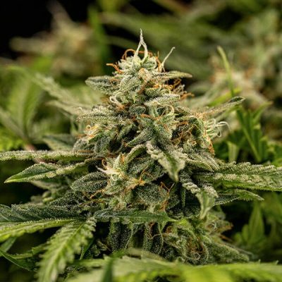 Semillas Royal Queen Seeds de Auto Apollo F1