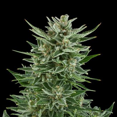 Semillas Royal Queen Seeds de Auto Easy Bud