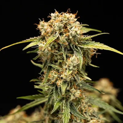 Semillas Royal Queen Seeds de Auto Medusa F1