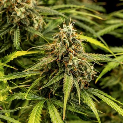 Semillas Royal Queen Seeds de Auto Milky Way F1