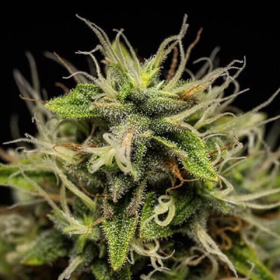 Semillas Royal Queen Seeds de Corkscrew Auto
