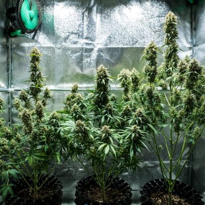 Semillas Royal Queen Seeds de Fat Banana Auto