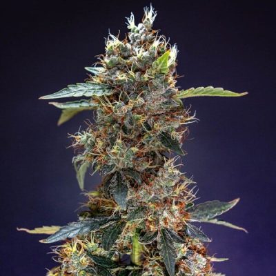 Semillas Royal Queen Seeds de Granddaddy Purple Auto