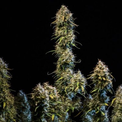 Semillas Royal Queen Seeds de Haze Berry Auto