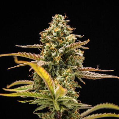 Semillas Royal Queen Seeds de Hyperion F1