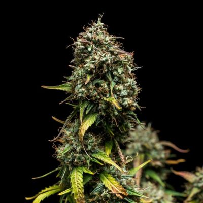 Semillas Royal Queen Seeds de Purple Punch Auto