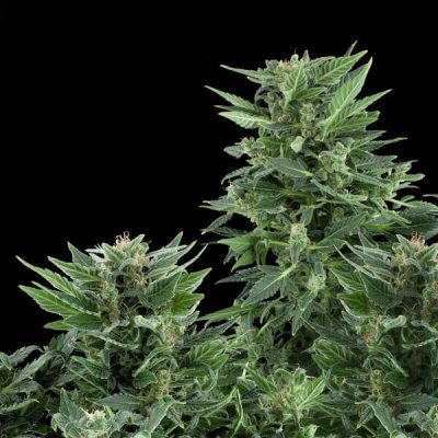 Semillas Royal Queen Seeds de Royal AK Auto