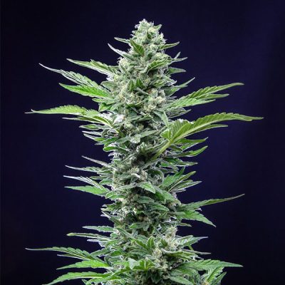 Semillas Royal Queen Seeds de Royal Critical Auto