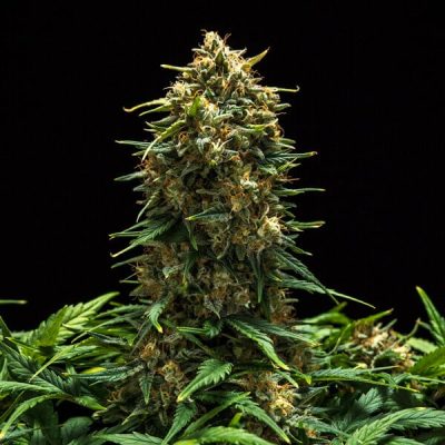 Semillas Royal Queen Seeds de Sweet Skunk Auto