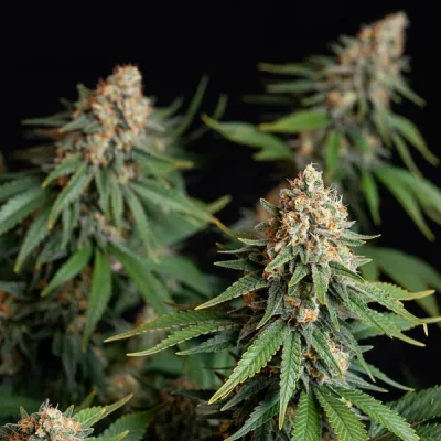 Semillas feminizadas Royal Queen Seeds de Bubble Kush