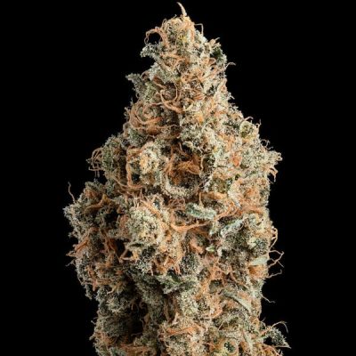 Semillas feminizadas Royal Queen Seeds de Chocolate Haze