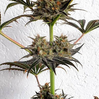 Semillas feminizadas Royal Queen Seeds de Dance World