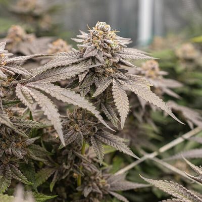 Semillas feminizadas Royal Queen Seeds de Dynamite Diesel