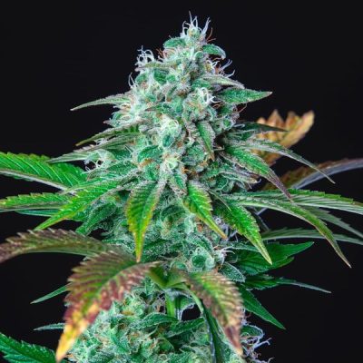 Semillas feminizadas Royal Queen Seeds de HulkBerry