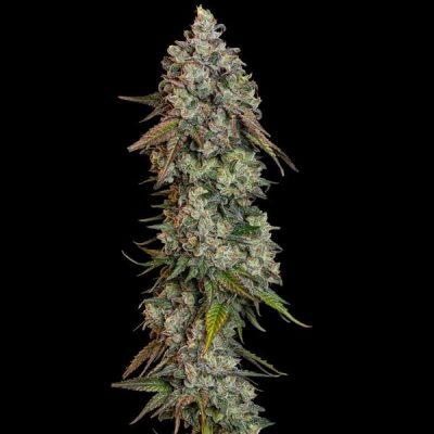 Semillas feminizadas Royal Queen Seeds de OG Kush