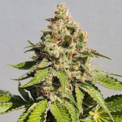 Semillas feminizadas Royal Queen Seeds de Royal AK