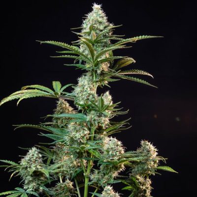 Semillas feminizadas Royal Queen Seeds de Royal Runtz