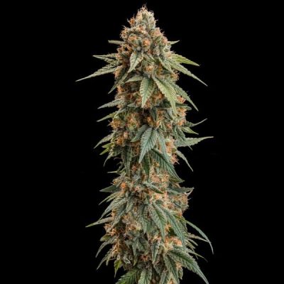 Semillas feminizadas Royal Queen Seeds de Royal Skywalker