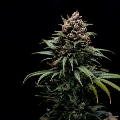 Semillas feminizadas Royal Queen Seeds de Sweet ZZ