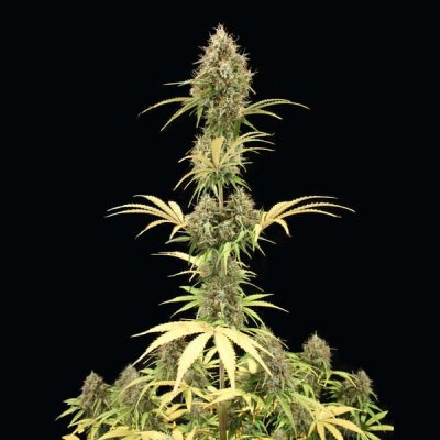 Semillas Royal Queen Seeds de Amnesia Haze Auto