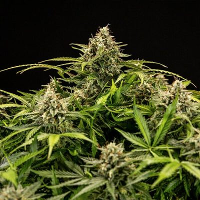 Semillas Royal Queen Seeds de Auto Apollo F1