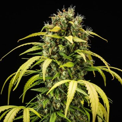 Semillas Royal Queen Seeds de Cherry Pie Auto