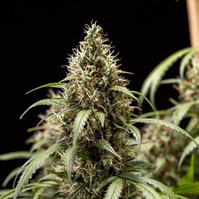 Semillas Royal Queen Seeds de Cookies Gelato Auto