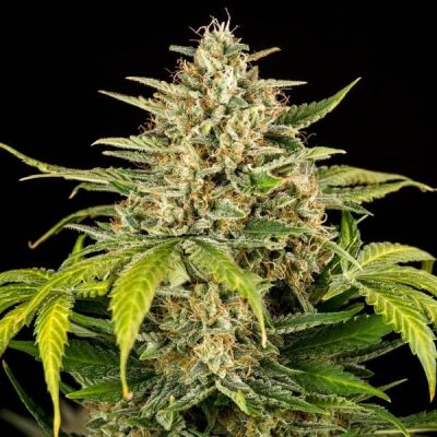 Semillas Royal Queen Seeds de Green Gelato Auto