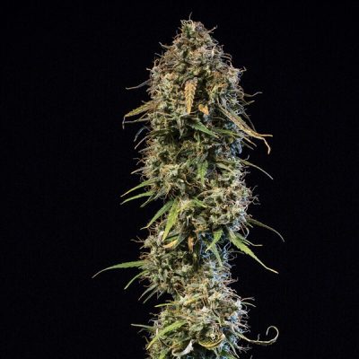Semillas Royal Queen Seeds de Haze Berry Auto