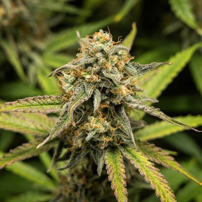 Semillas Royal Queen Seeds de Hyperion F1