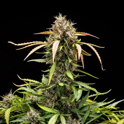 Semillas Royal Queen Seeds de North Thunderfuck Auto