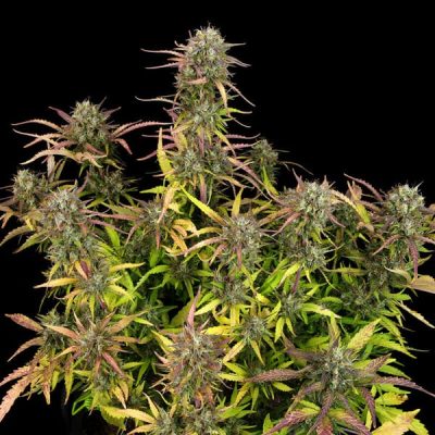 Semillas Royal Queen Seeds de Purple Punch Auto