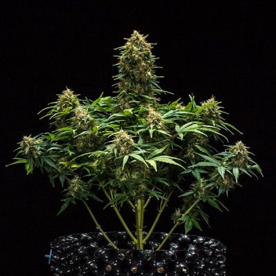 Semillas Royal Queen Seeds de Sweet Skunk Auto